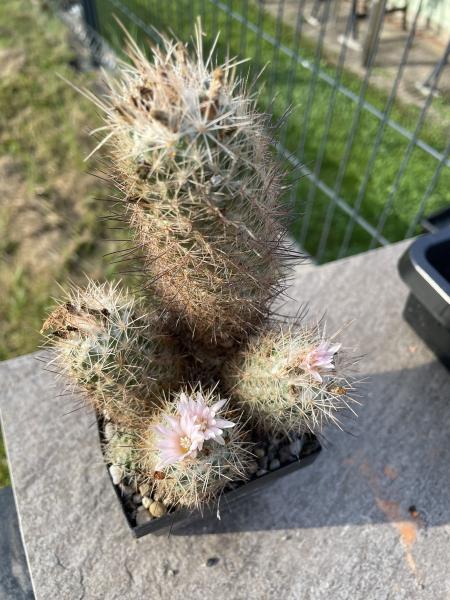 Escobaria strobiliformis